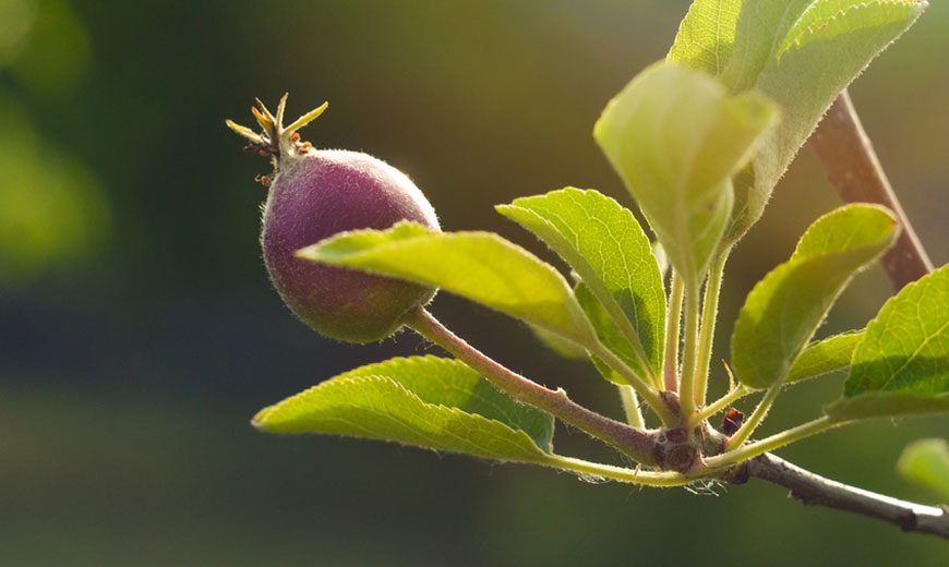 Obstbaum Apfelbaum im Garten
