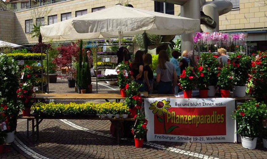 Pflanzenparadies auf dem Pflänzlemarkt in Weinheim